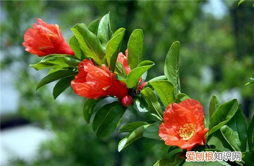 石榴花怎么养 石榴花什么时候开