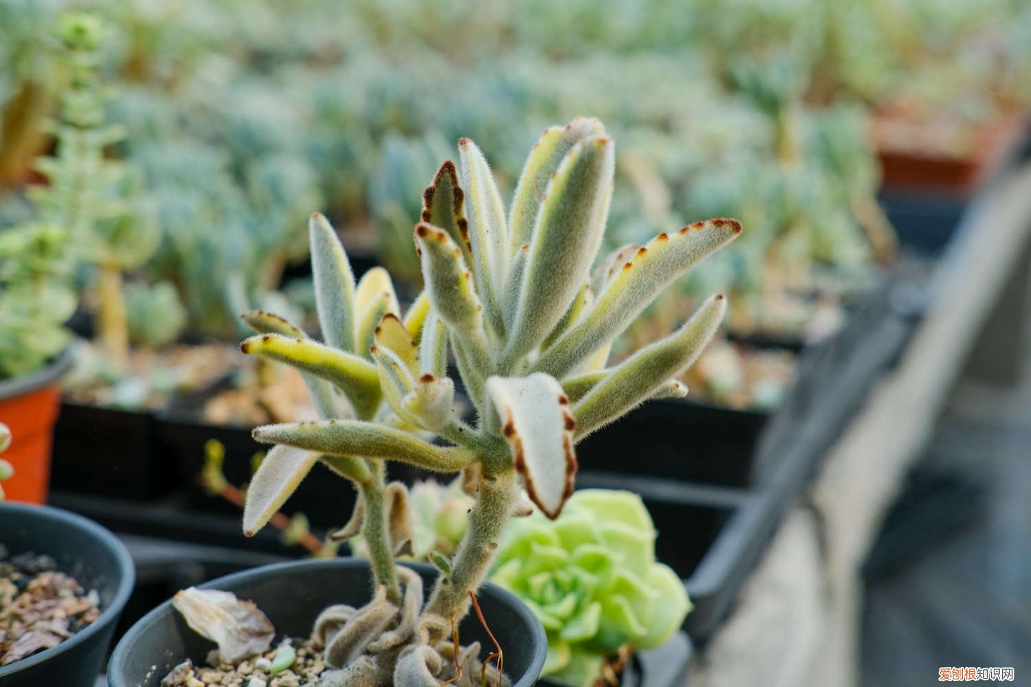 月兔耳叶片变软 月兔耳黄叶的原因和处理办法