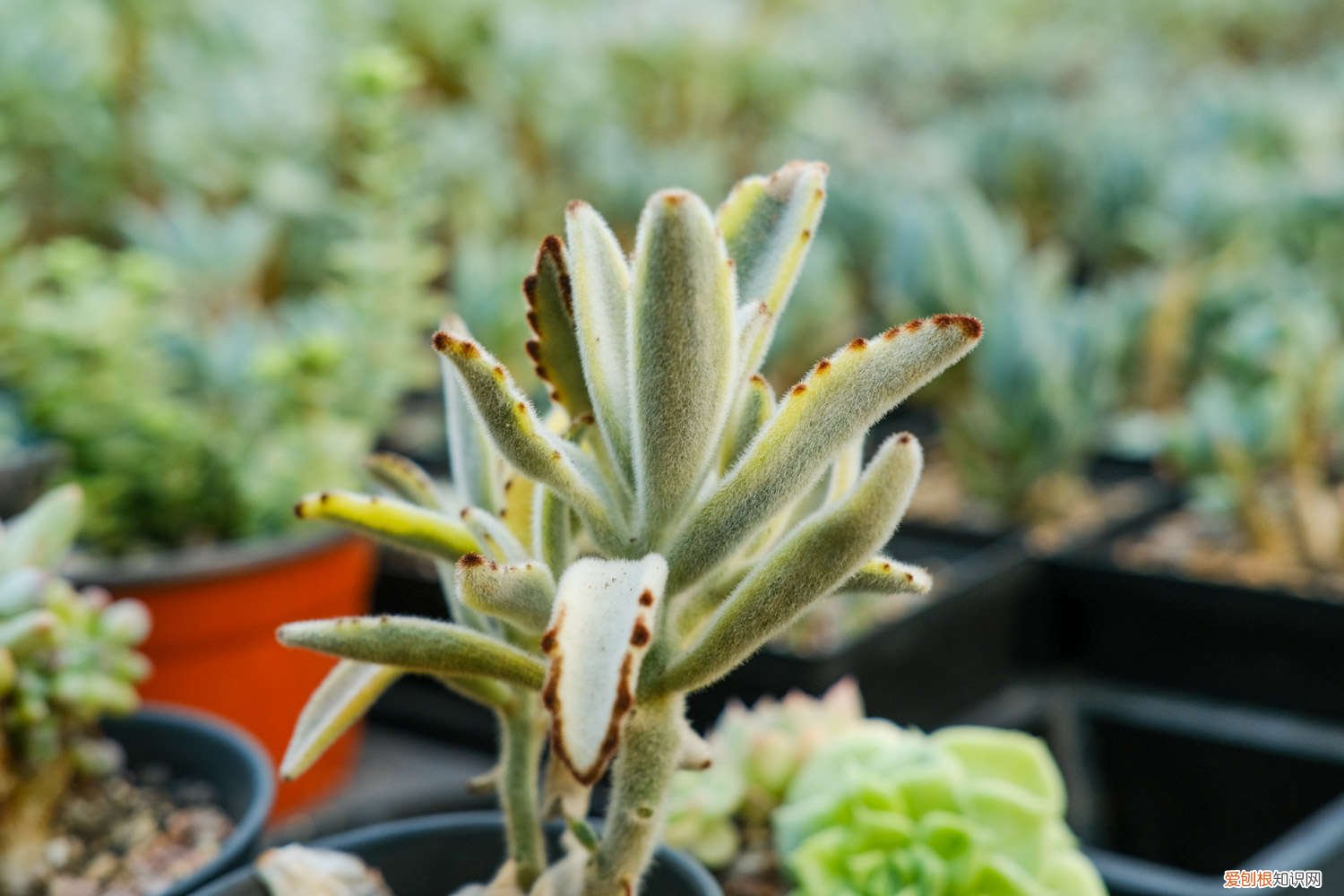 月兔耳叶片变软 月兔耳黄叶的原因和处理办法