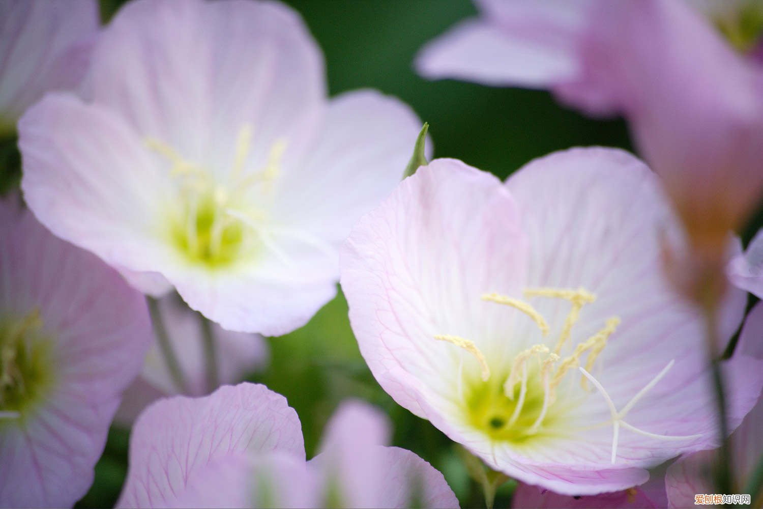 黄花月见草 月见草黄叶的原因和处理办法