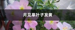 黄花月见草 月见草黄叶的原因和处理办法