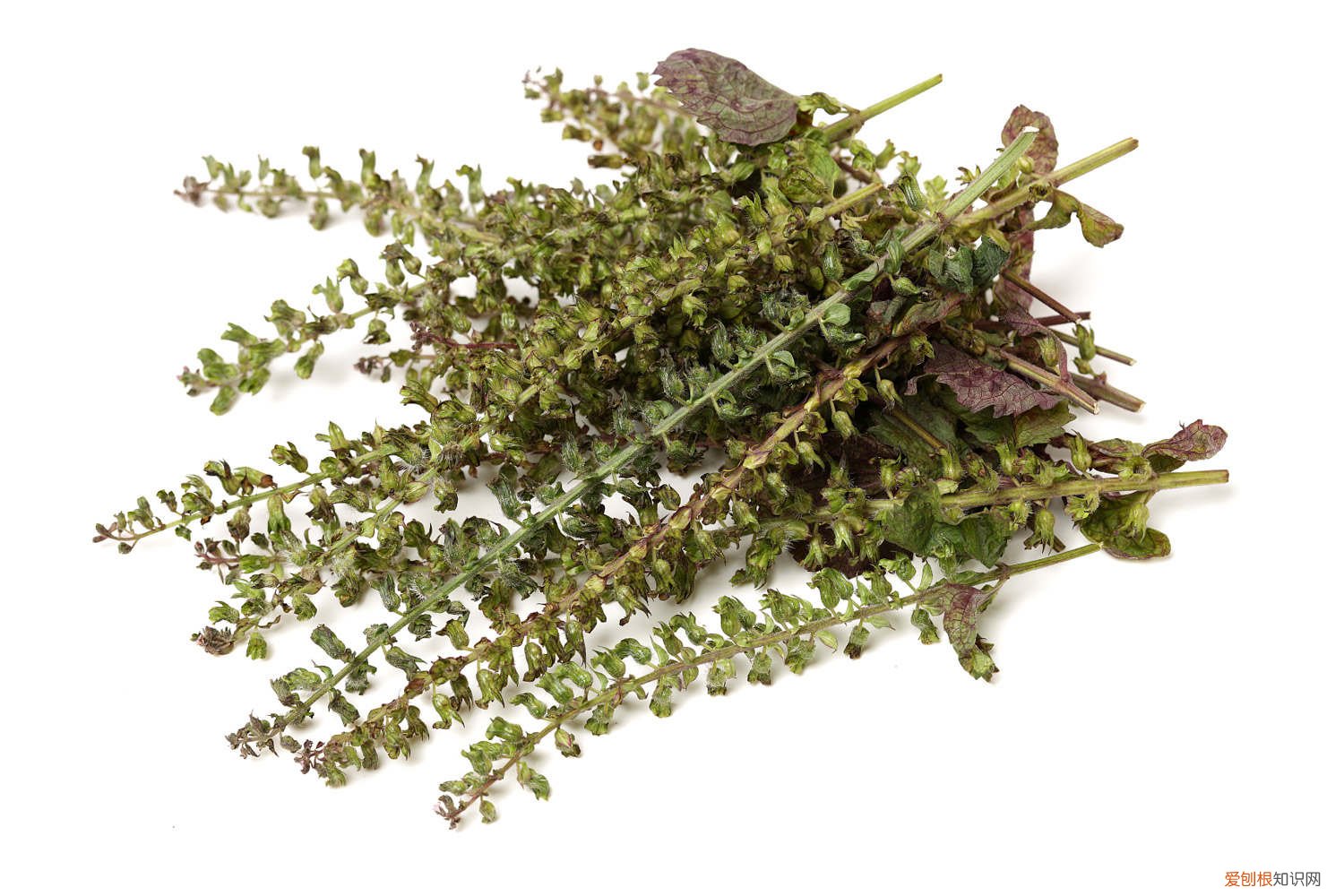 紫苏叶变黄干枯怎么办? 紫苏黄叶的原因和处理办法