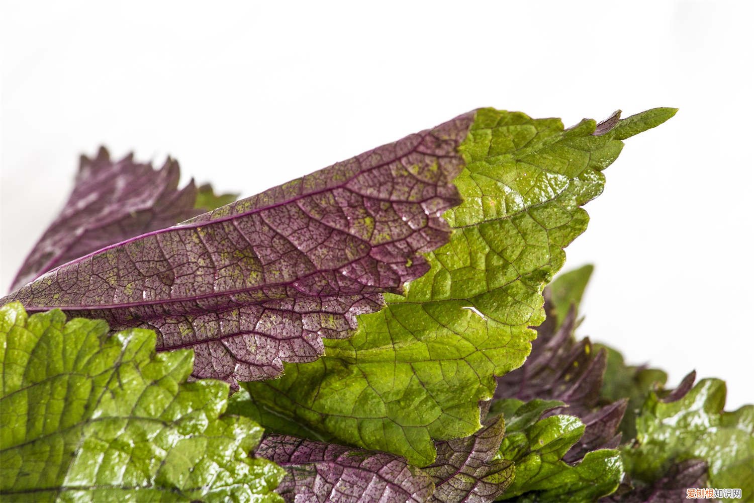 紫苏叶变黄干枯怎么办? 紫苏黄叶的原因和处理办法