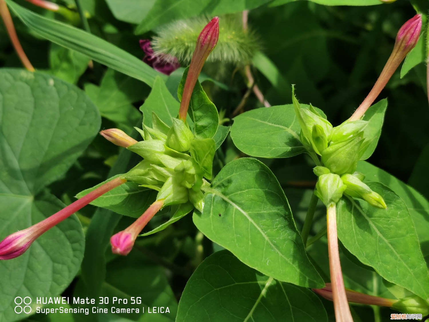 茉莉花叶子发黄发紫怎么回事 紫茉莉黄叶的原因和处理办法
