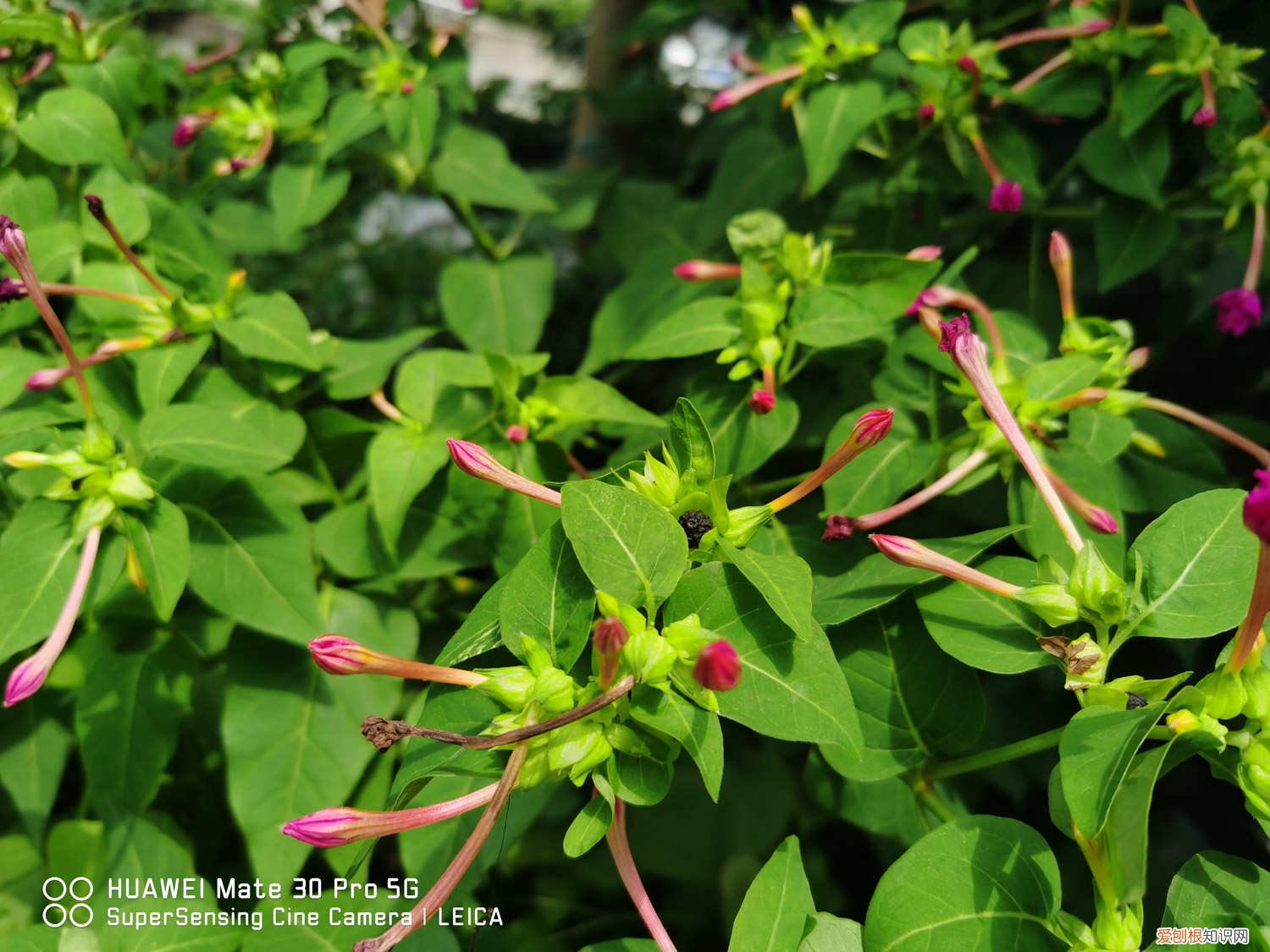 茉莉花叶子发黄发紫怎么回事 紫茉莉黄叶的原因和处理办法