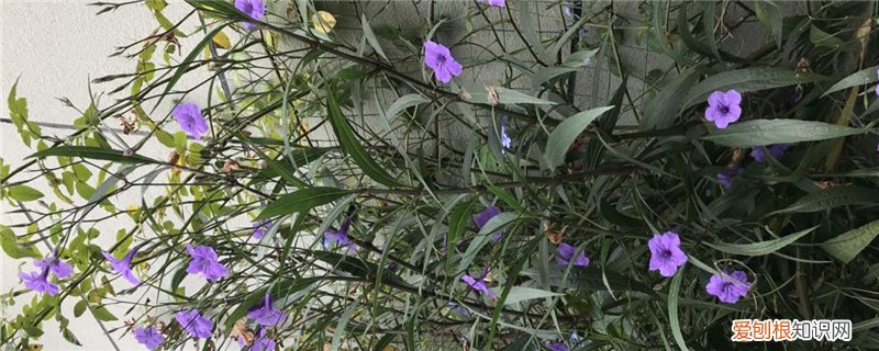 紫背黄叶怎么办 紫露草黄叶的原因和处理办法