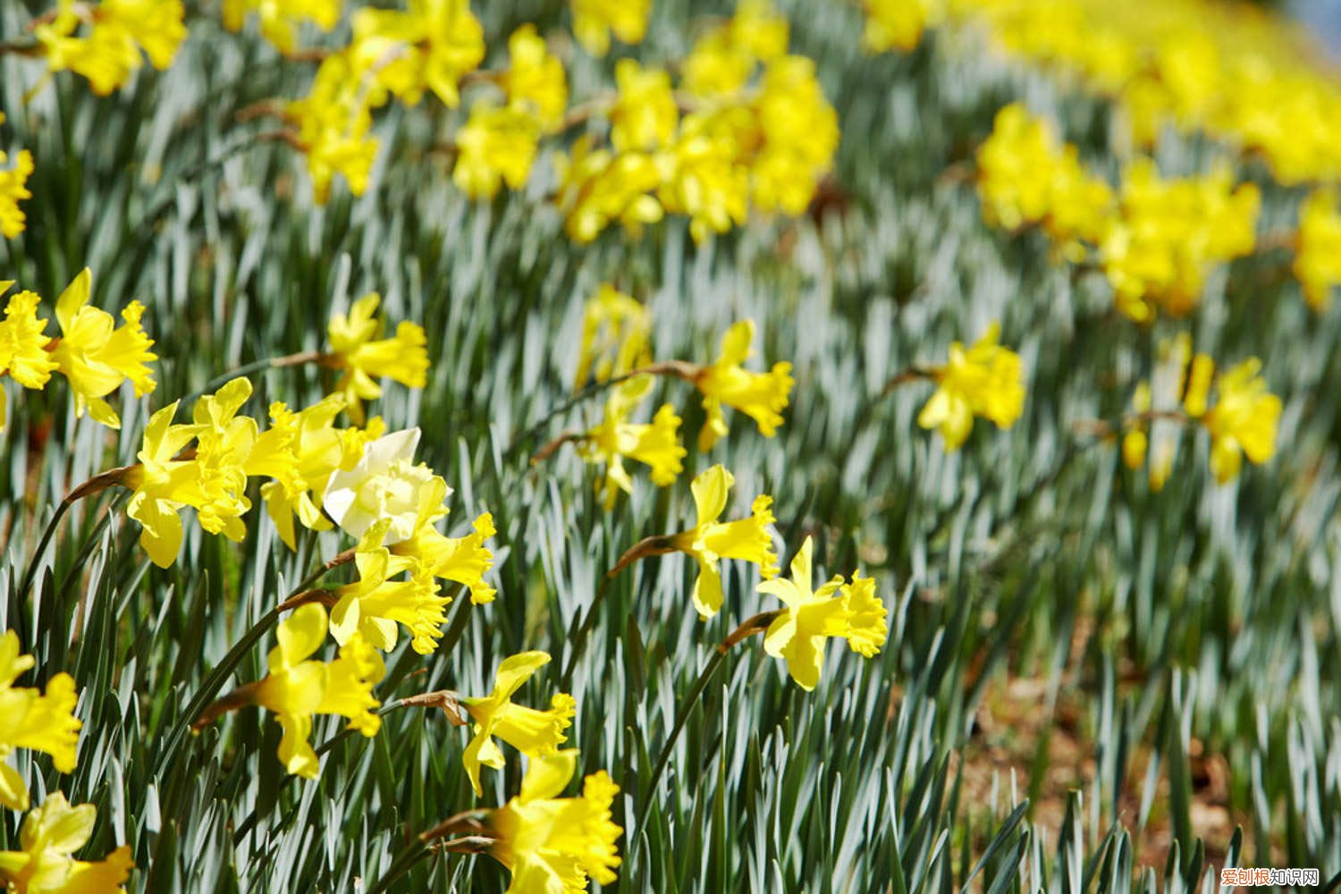 水仙花怎样浇水,浇水的方法 水仙花浇水正确方法,怎么施肥