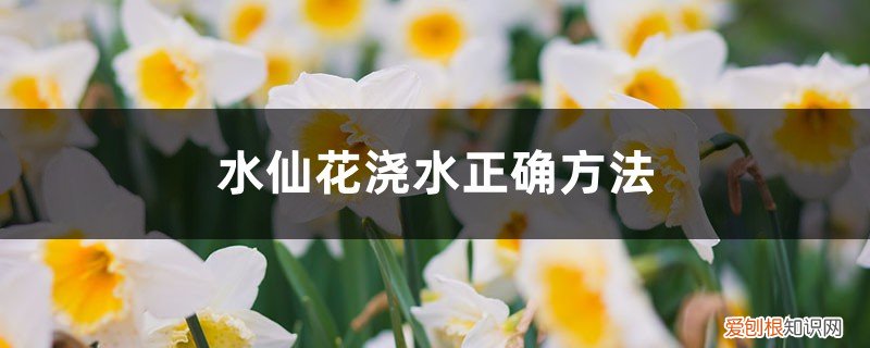 水仙花怎样浇水,浇水的方法 水仙花浇水正确方法,怎么施肥