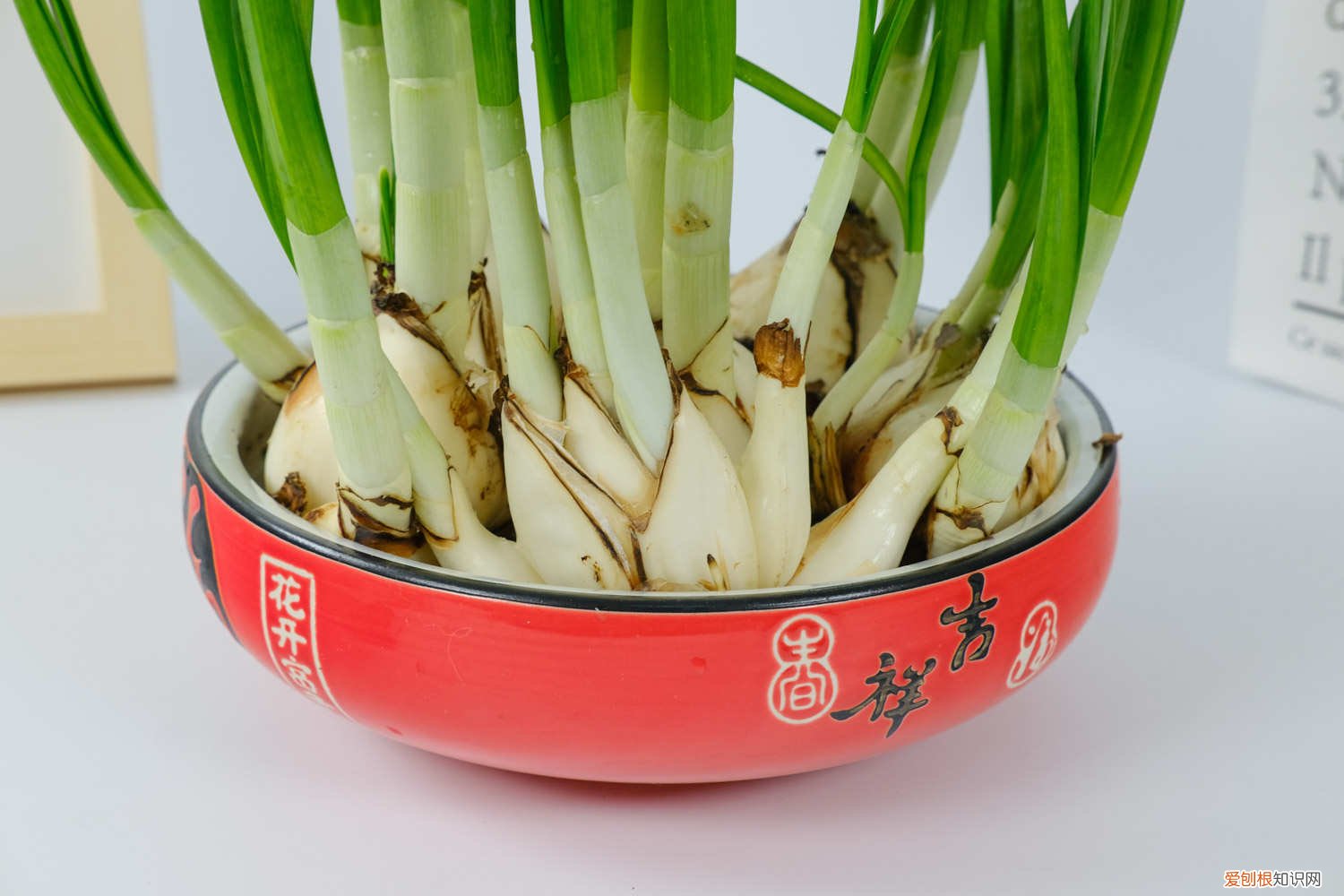 水仙花怎样浇水,浇水的方法 水仙花浇水正确方法,怎么施肥