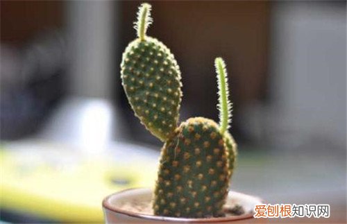 仙人掌治痔疮可信吗 仙人掌究竟有啥功效