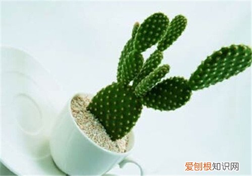 仙人掌治痔疮可信吗 仙人掌究竟有啥功效