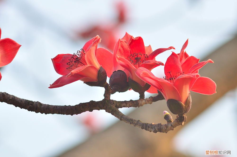 代表友情的花都有哪些 什么花代表友谊