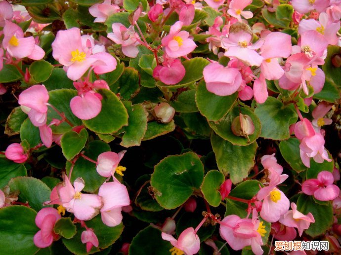 代表友情的花都有哪些 什么花代表友谊