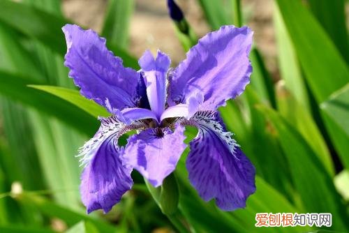 代表友情的花都有哪些 什么花代表友谊