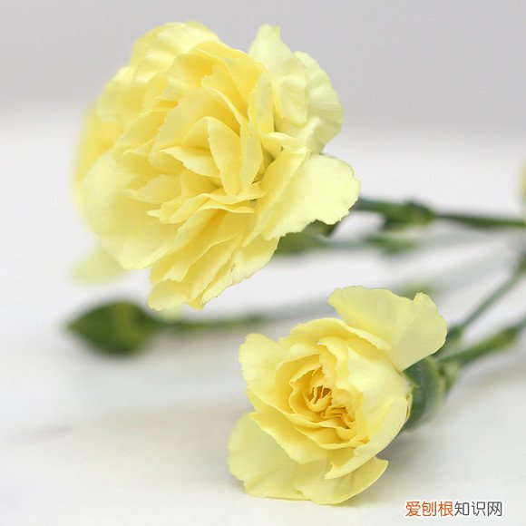 代表友情的花都有哪些 什么花代表友谊