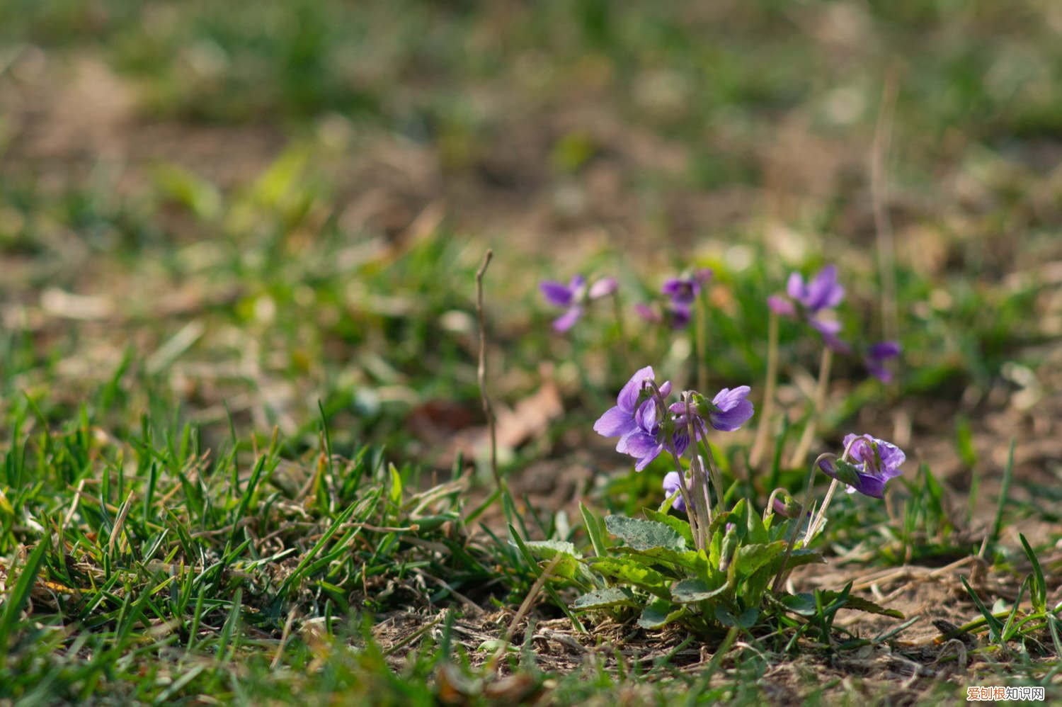 紫花地丁的不良反应 紫花地丁黄叶的原因和处理办法