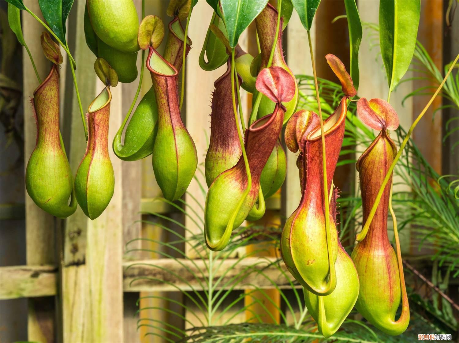 猪笼草叶子变黑枯萎 猪笼草黄叶的原因和处理办法