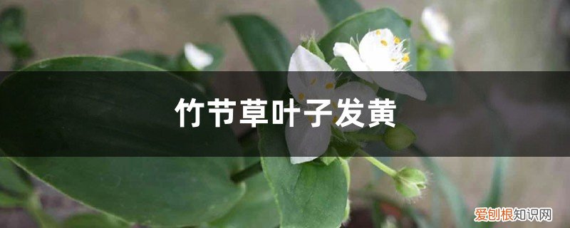 竹节草变黄 竹节草黄叶的原因和处理办法