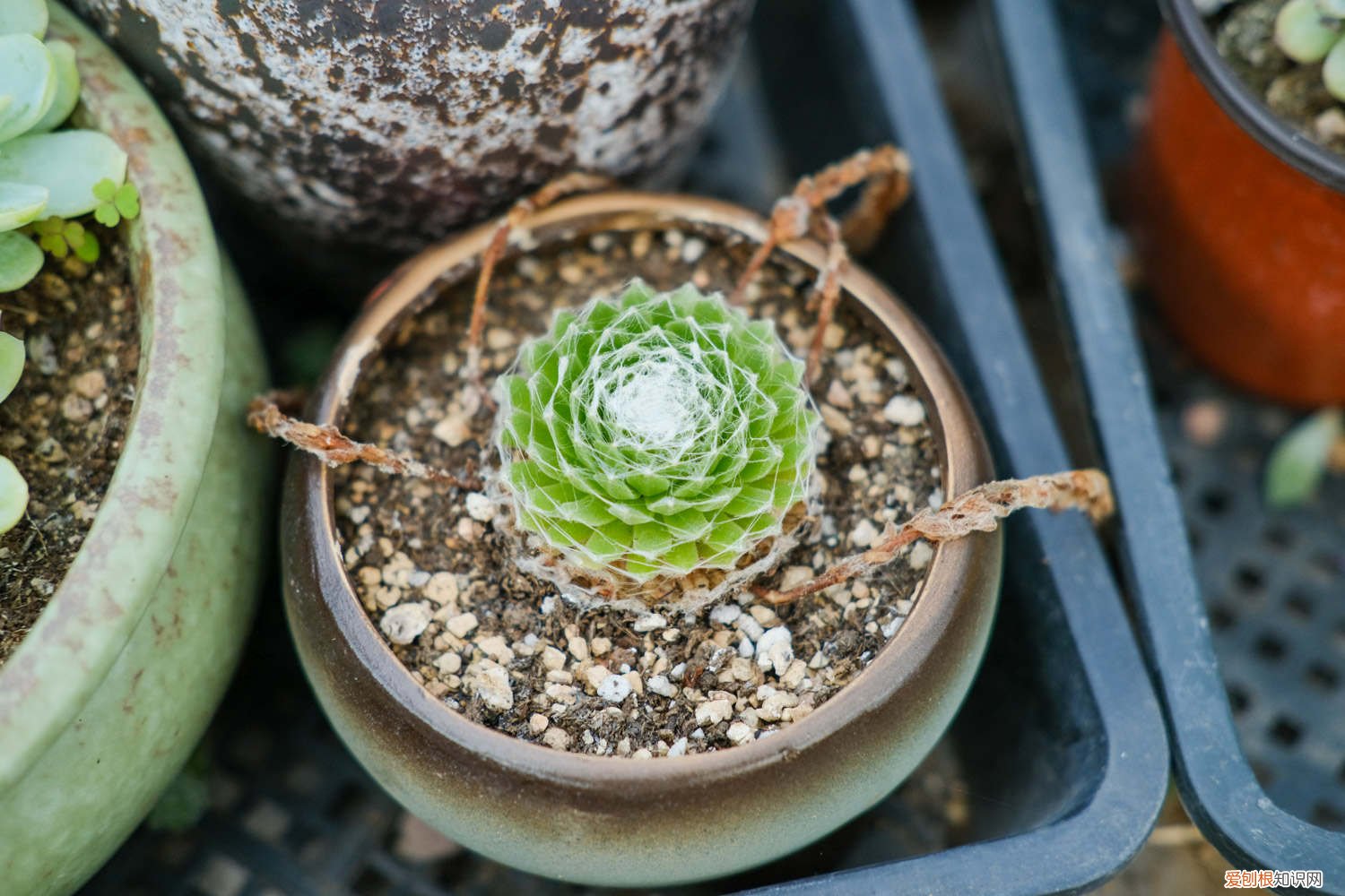 蛛丝卷绢变红 蛛丝卷绢黄叶的原因和处理办法