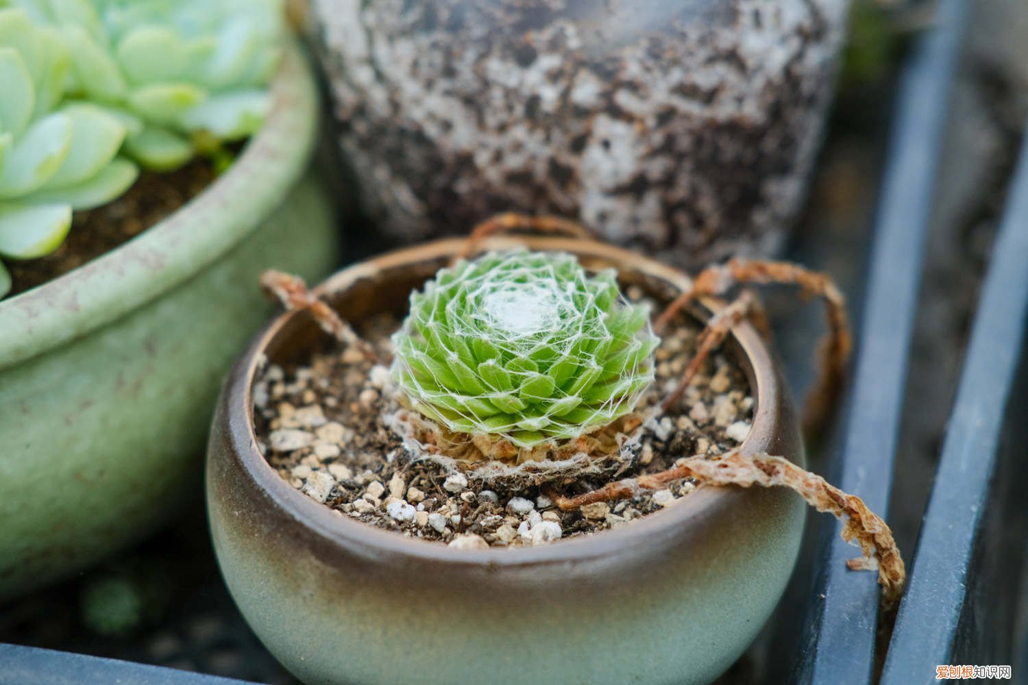 蛛丝卷绢变红 蛛丝卷绢黄叶的原因和处理办法