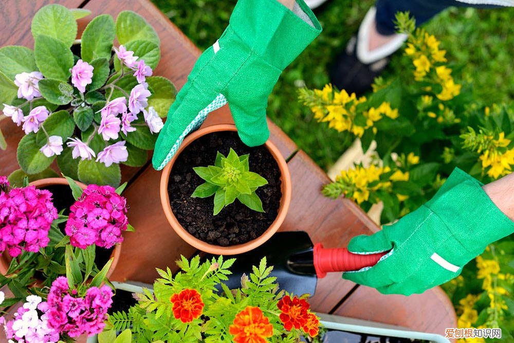 竹节海棠新叶黄是啥原因 竹节海棠黄叶的原因和处理办法