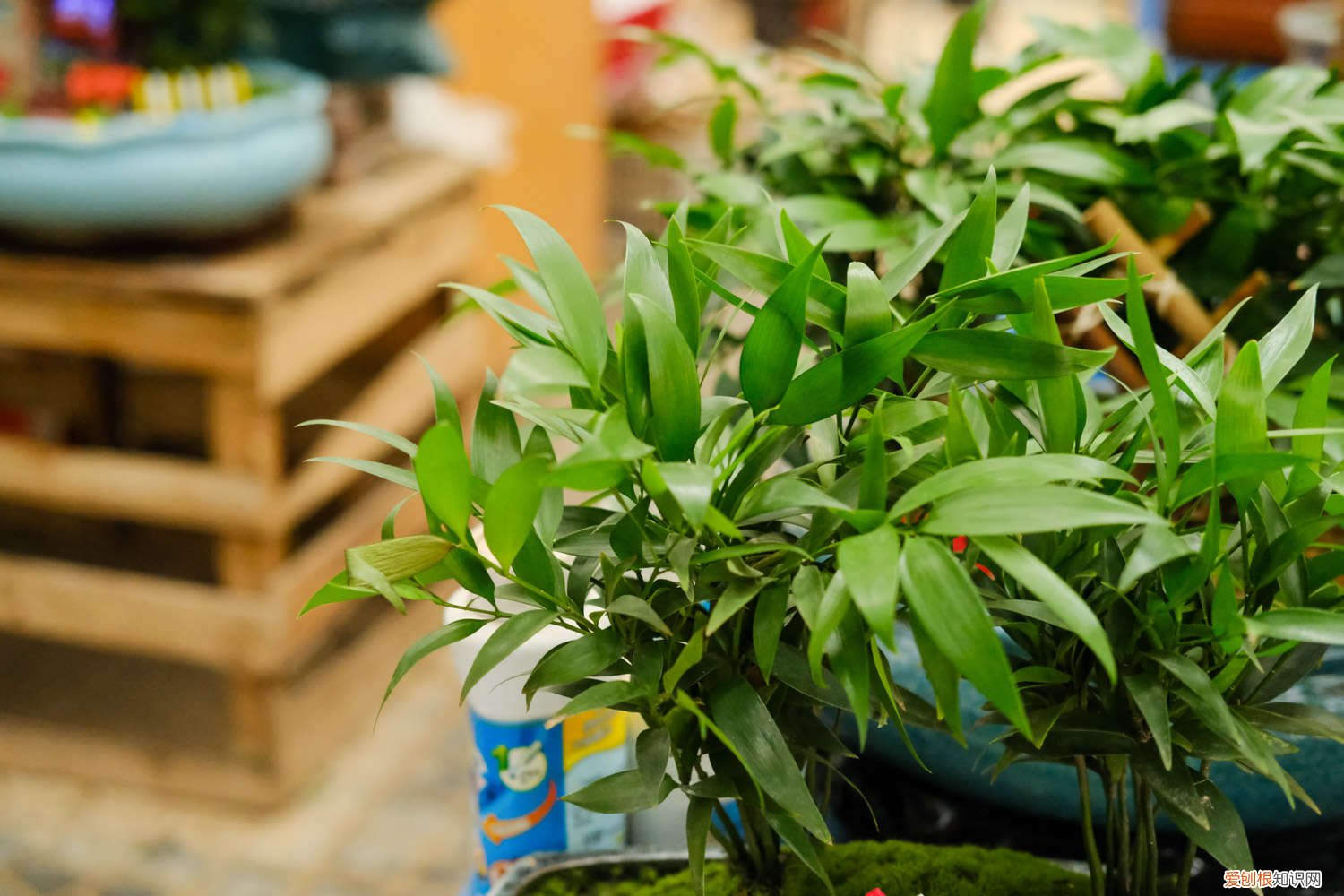 竹柏黄叶的原因和处理办法图片 竹柏黄叶的原因和处理办法