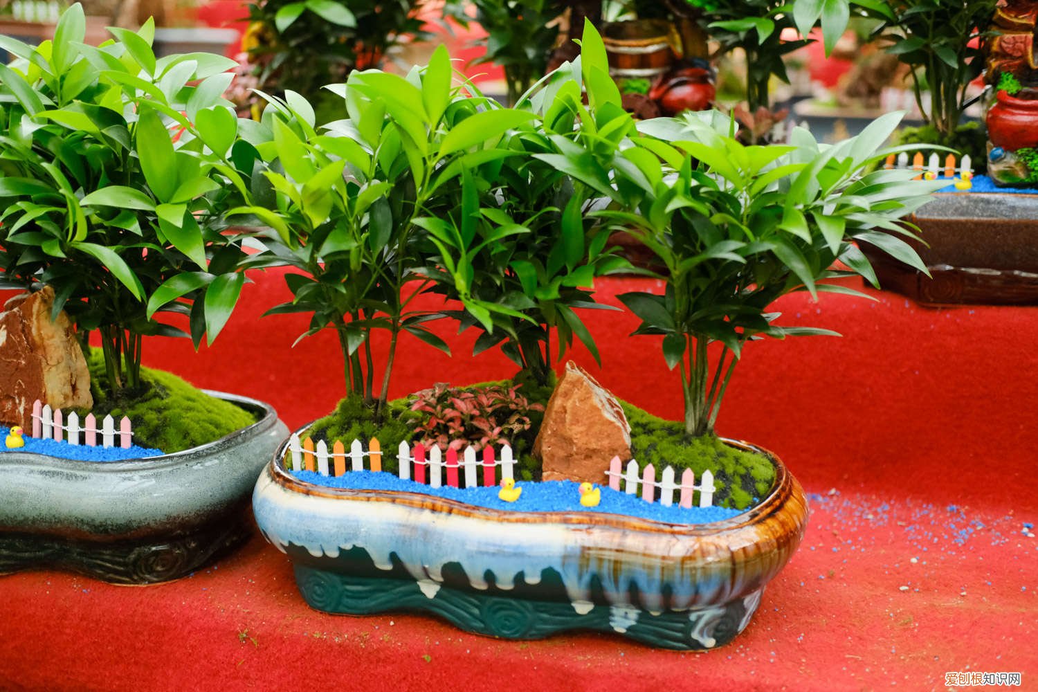 竹柏黄叶的原因和处理办法图片 竹柏黄叶的原因和处理办法