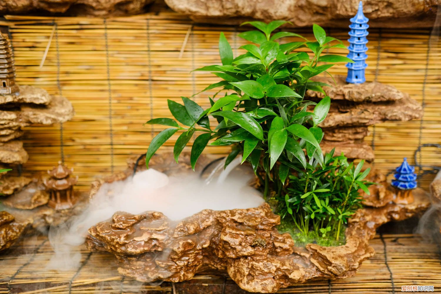 竹柏黄叶的原因和处理办法图片 竹柏黄叶的原因和处理办法