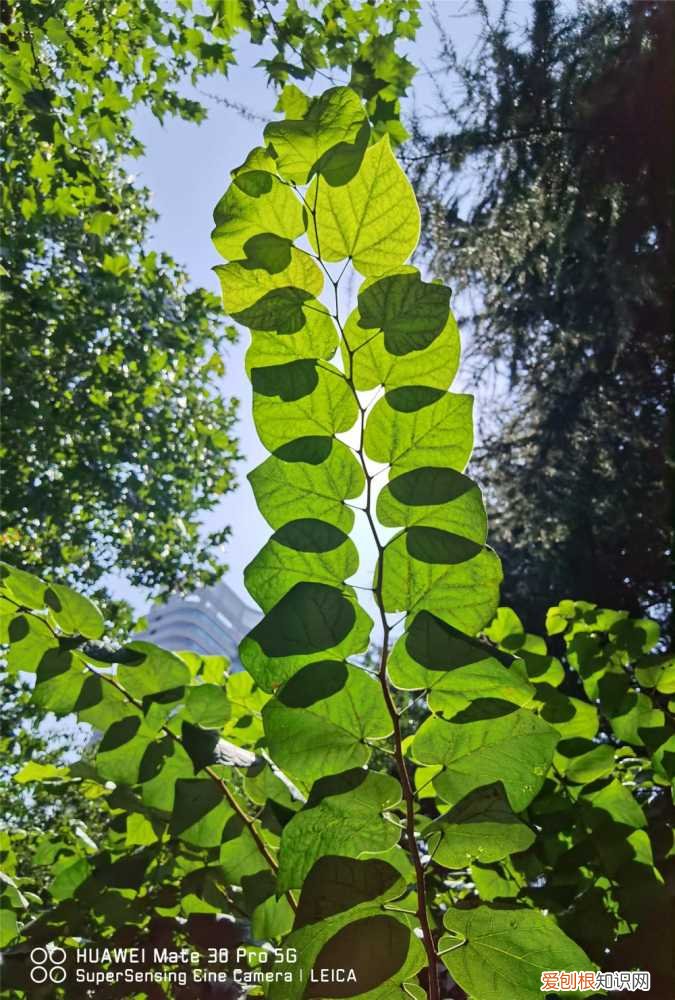 紫荆花黄叶怎么回事 紫荆黄叶的原因和处理办法