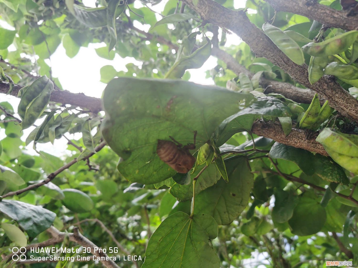 紫荆花黄叶怎么回事 紫荆黄叶的原因和处理办法