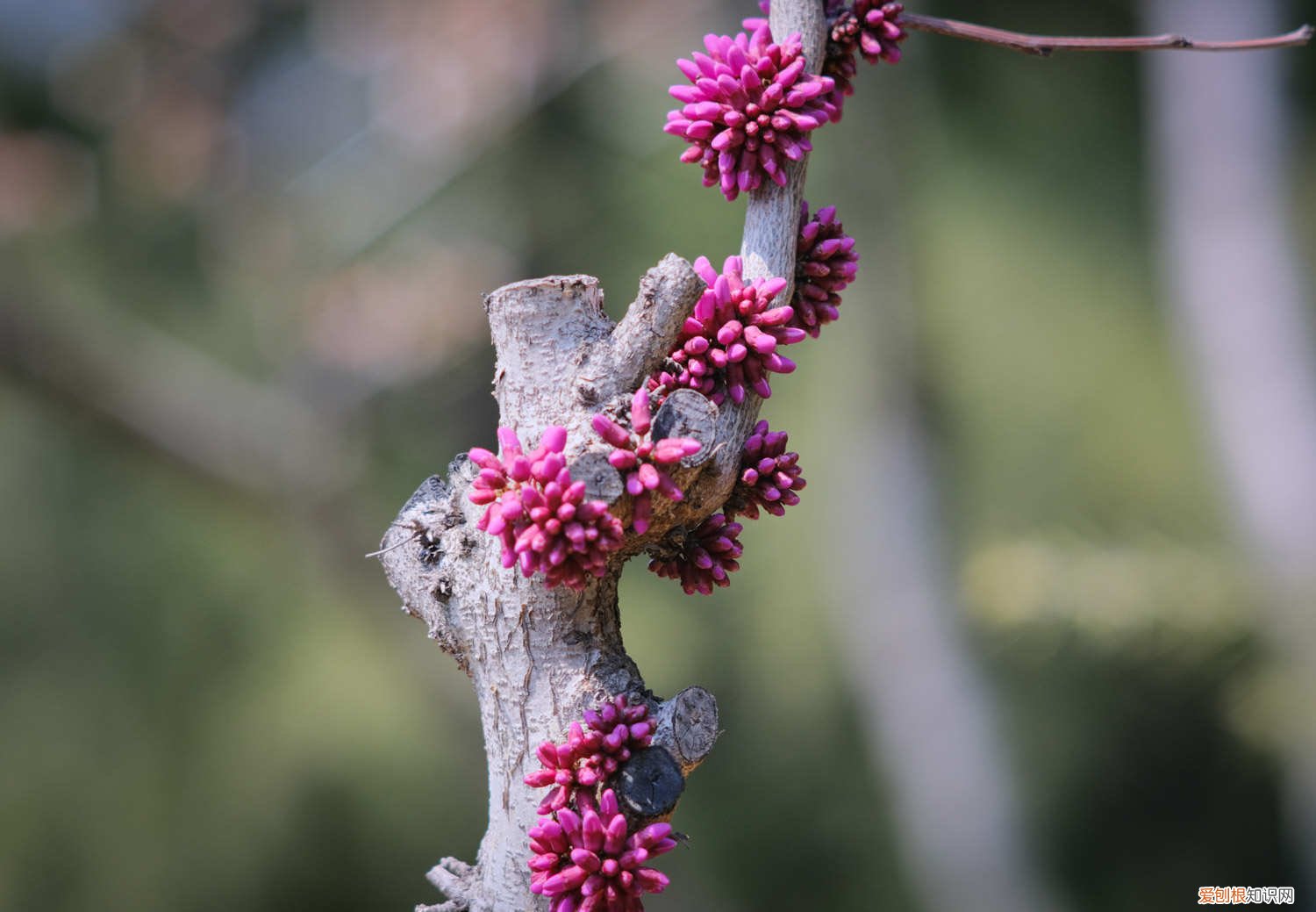 紫荆花黄叶怎么回事 紫荆黄叶的原因和处理办法