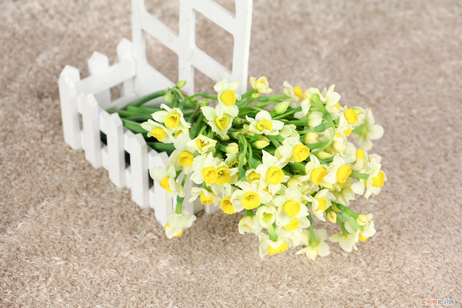 水培水仙花能晒太阳吗 水培水仙花能见阳光吗，水仙花其他养护方法