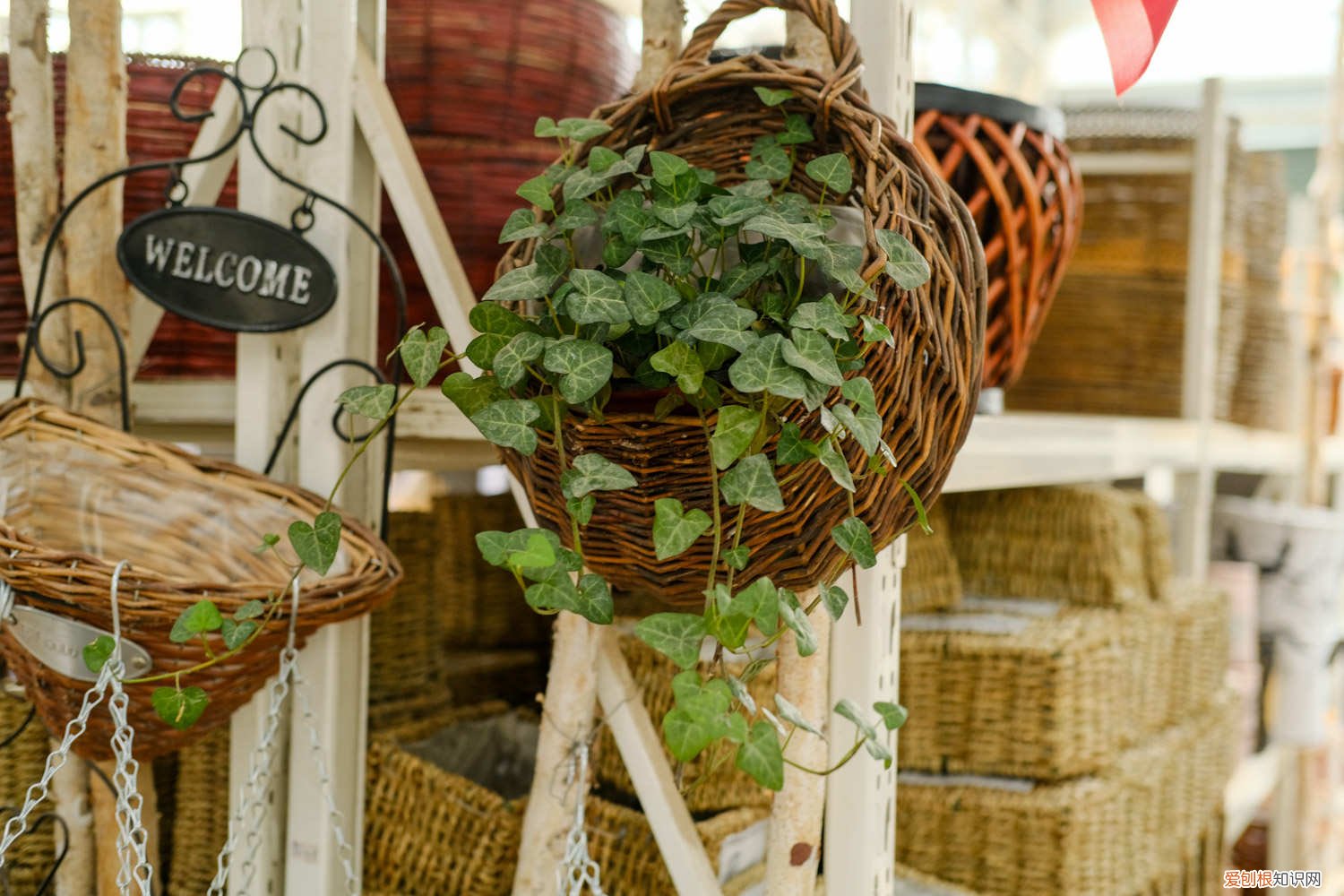 常春藤黄叶怎么办 常春藤黄叶的原因和处理办法