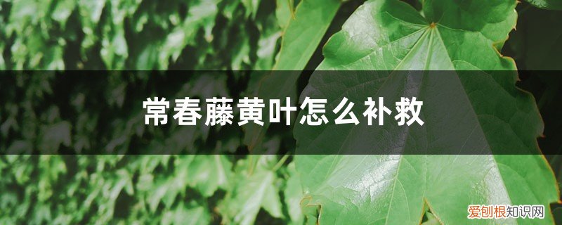 常春藤黄叶怎么办 常春藤黄叶的原因和处理办法