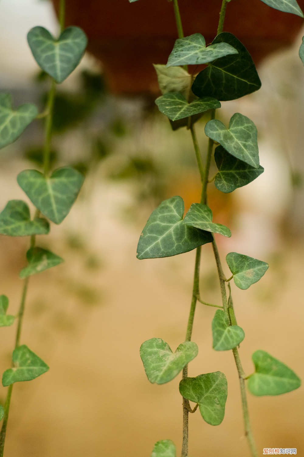 常春藤黄叶怎么办 常春藤黄叶的原因和处理办法