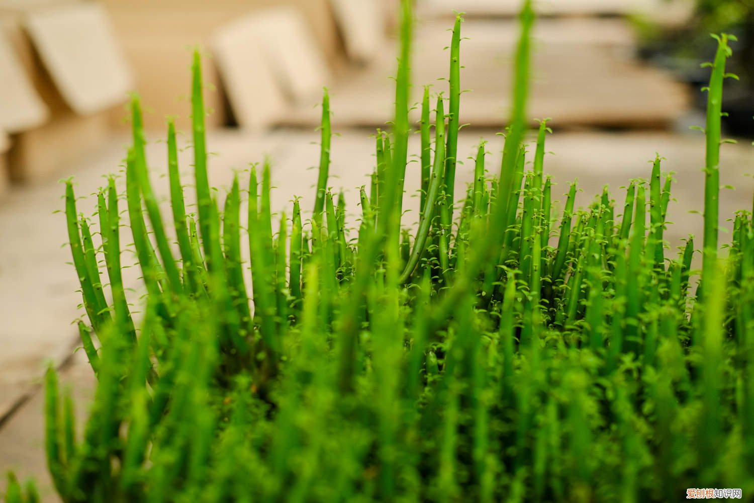 光棍树的养殖方法和注意事项 光棍树养护措施，对土壤的要求