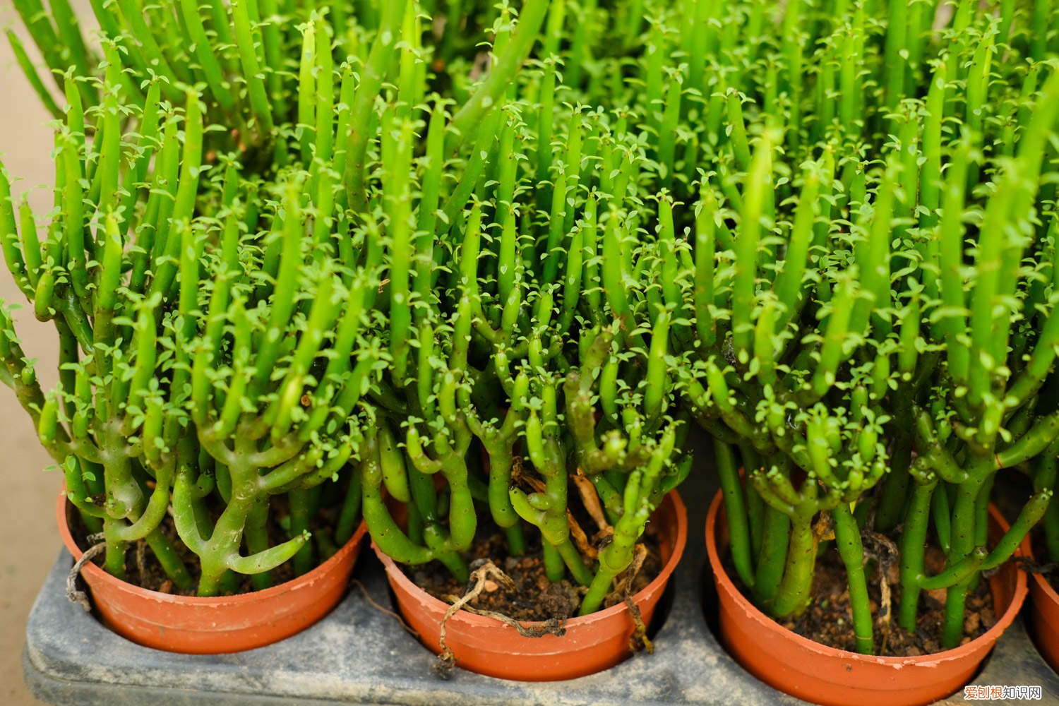 光棍树的养殖方法和注意事项 光棍树养护措施，对土壤的要求