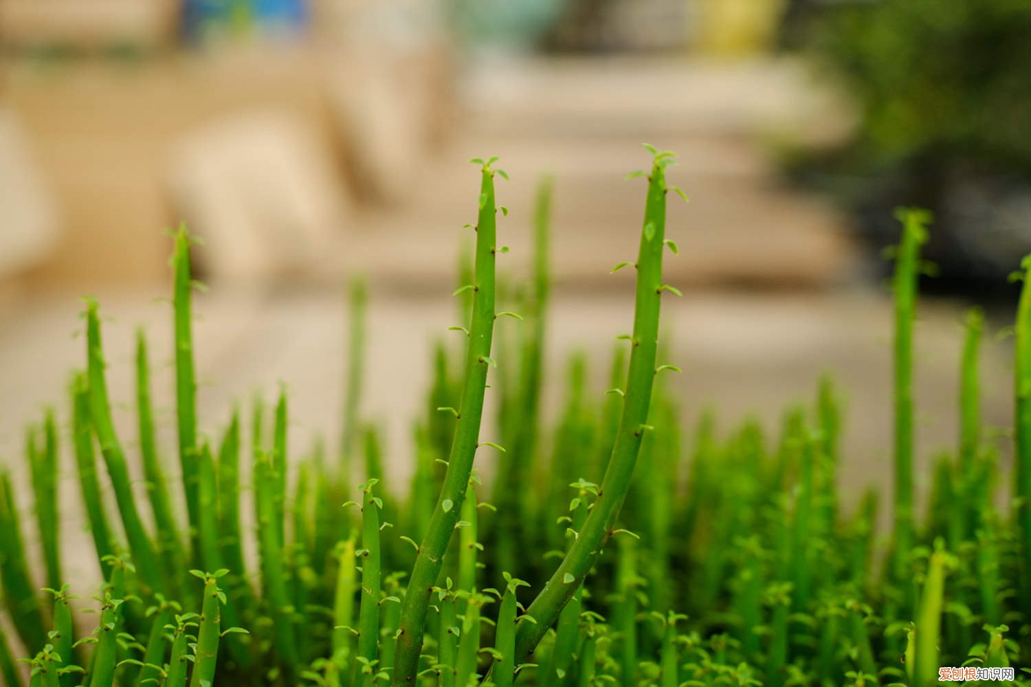 光棍树的养殖方法和注意事项 光棍树养护措施，对土壤的要求