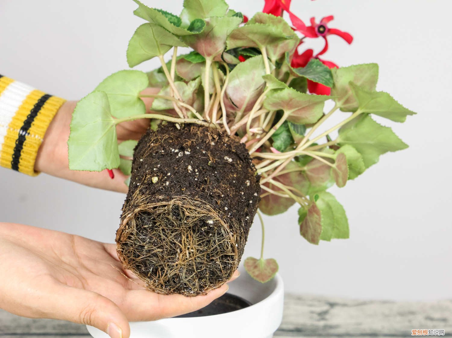 仙客来开花时如何施肥,开花后的处理措施 仙客来开花时如何施肥,开花后的处理