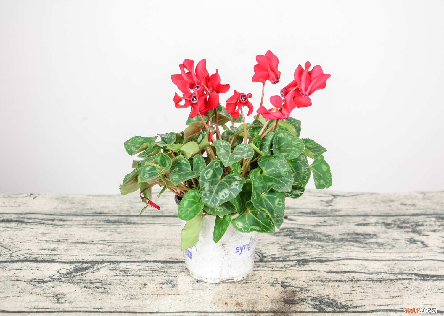 仙客来开花时如何施肥,开花后的处理措施 仙客来开花时如何施肥,开花后的处理