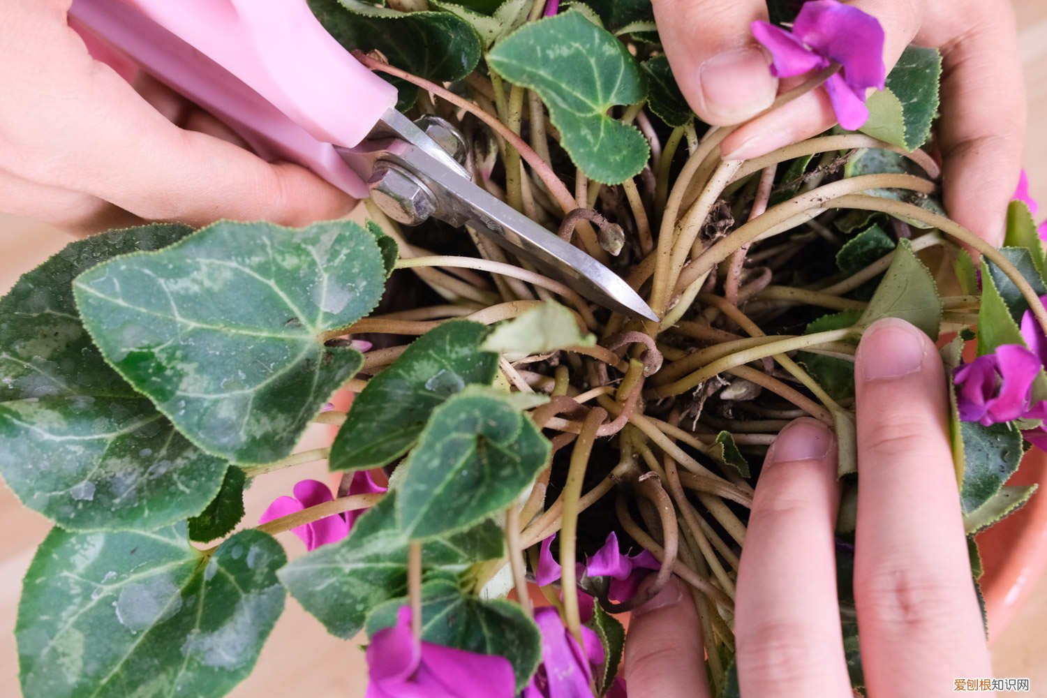 仙客来开花时如何施肥,开花后的处理措施 仙客来开花时如何施肥,开花后的处理