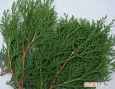 侧柏叶功效有哪些 侧柏叶六大功效与作用解析