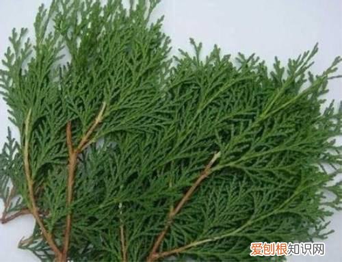 侧柏叶功效有哪些 侧柏叶六大功效与作用解析