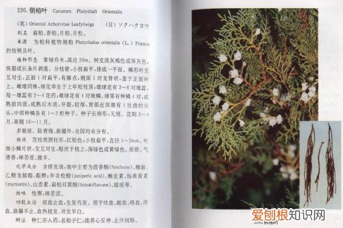 侧柏叶功效有哪些 侧柏叶六大功效与作用解析