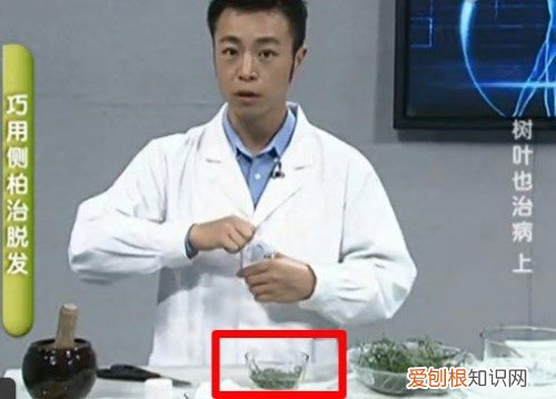 侧柏叶功效有哪些 侧柏叶六大功效与作用解析