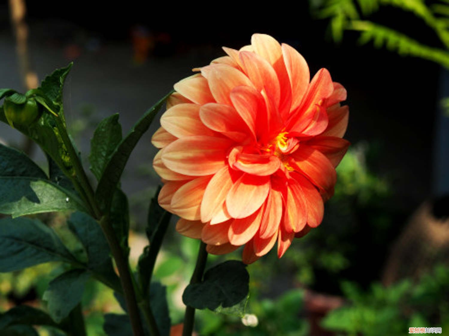 大丽花黄叶怎么回事 大丽花黄叶的原因和处理办法