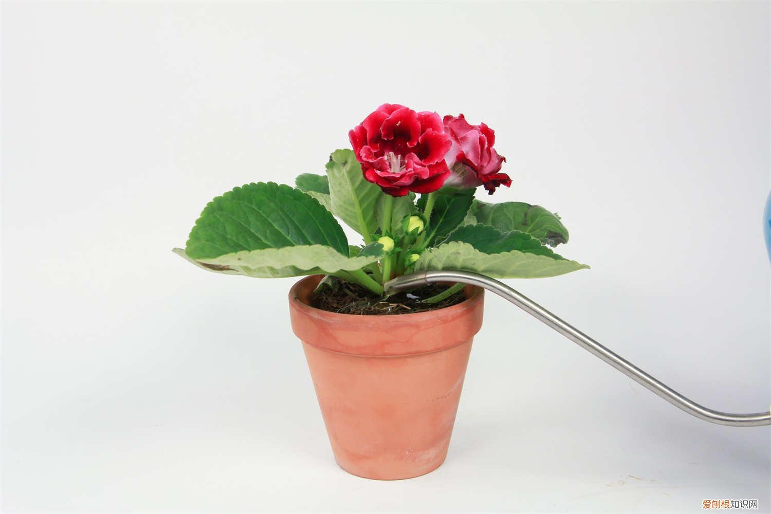 大岩桐叶子出现黄斑 大岩桐黄叶的原因和处理办法