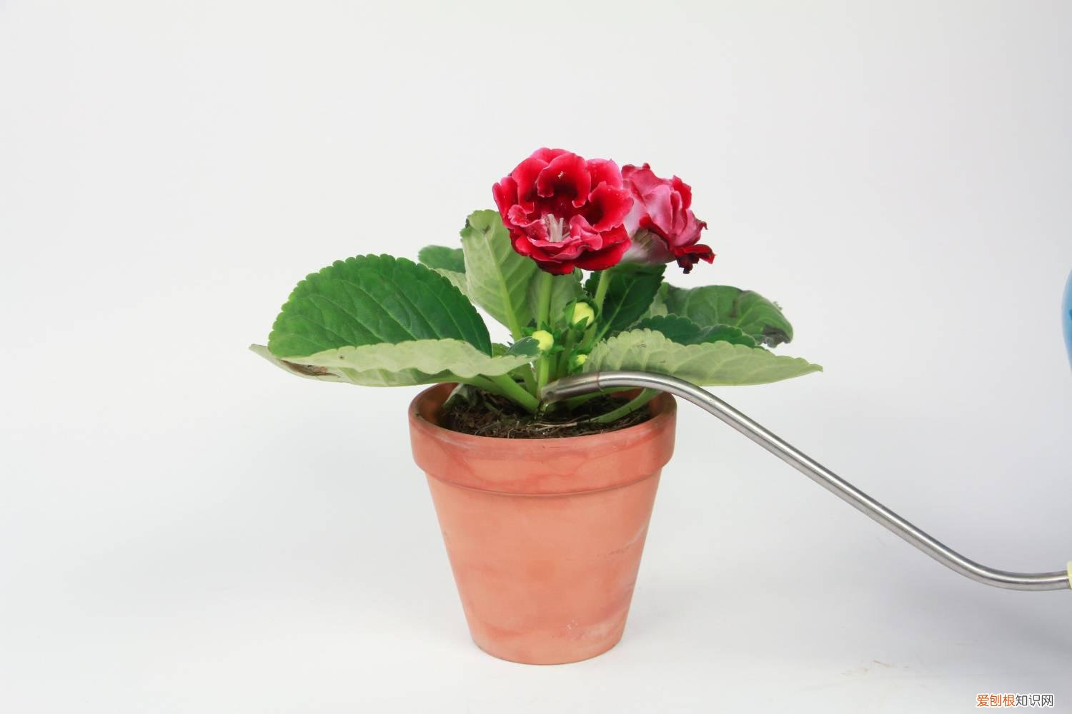 大岩桐叶子出现黄斑 大岩桐黄叶的原因和处理办法