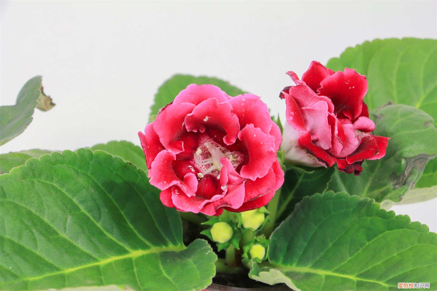 大岩桐叶子出现黄斑 大岩桐黄叶的原因和处理办法