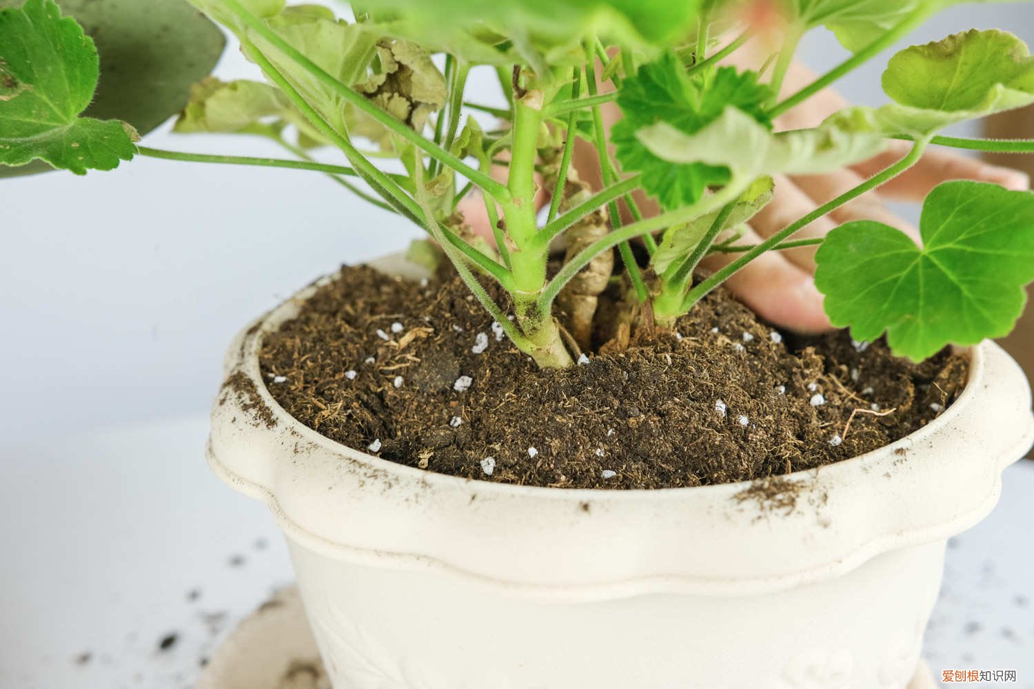 天竺葵黄叶的原因和处理办法图片 天竺葵黄叶的原因和处理办法